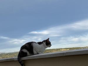 a black and white cat sitting on a ledge at Les Mourguettes in La Celle-sous-Gouzon