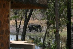 an elephant walking in the grass near a body of water at Ilanga Lodge Welgevonden Game Reserve in Welgevonden Game Reserve +33 photos