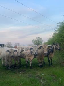 Zvířata v apartmánu nebo okolí + 3 fotografie