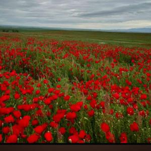 een veld van rode bloemen in een groen veld bij Beautiful nature resort 