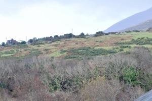 Blick auf einen Hügel mit Bäumen und Sträuchern in der Unterkunft West Kerry House Camp in Tralee