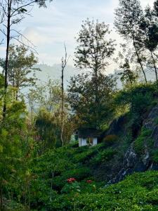 Příroda nedaleko hostelu