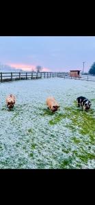 Naturlandskabet i nærheden af lejligheden