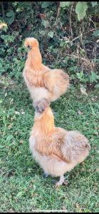 Dyr i lejligheden eller i nærheden