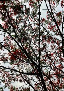 Galería fotográfica de SeaPride Lumina en Karjat