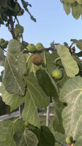 Imagem da galeria de Villa Léa 1 em Marraquexe