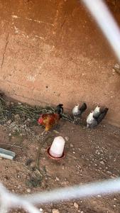 Imagem da galeria de Villa Léa 1 em Marraquexe