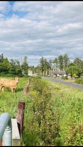 ロスコモンにあるHarmony Houseの道路脇の草むらを歩く牛