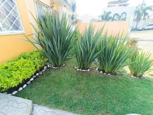 two plants in a yard next to a building at Casa en fraccionamiento en Ahuatepec con alberca, cancha y cerca de Tepoztlán 