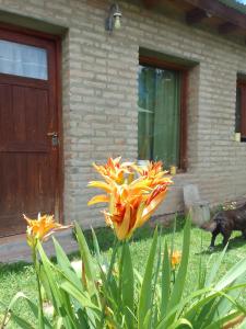 un fiore giallo e arancione di fronte a una casa di El Espinillo2 a La Falda