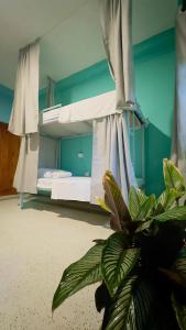 una planta en una habitación con una litera en Mabybaby hostel, en Unawatuna