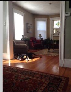 Posezení v ubytování Private room MUST LOVE DOGS