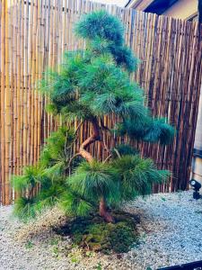 a small pine tree in front of a wooden fence at 藤花楼akagawa 登録文化財 in Osaka