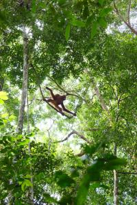 a monkey sitting on a tree branch in the forest at Sumatra Orangutan Discovery Villa in Bukit Lawang