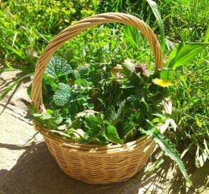 Zahrada ubytování Agriturismo Terra Di Elea azienda agricola di Raimondo MIchela