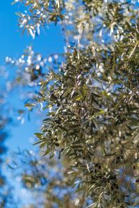 a close up of the leaves of a tree at Apartment Paris with jacuzzi and sea view in Šmrika +17 photos