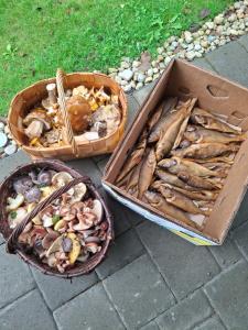 three baskets of different types of mushrooms and fish at Rannametsa puhkekeskus in Paope