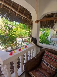 En have udenfor KIVi Cottages Nungwi