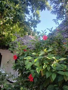 En have udenfor KIVi Cottages Nungwi