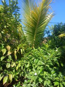 En have udenfor KIVi Cottages Nungwi