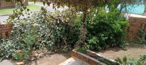 a garden with bushes and a brick wall at Bushman Spoor Backpackers in Soweto +10 photos