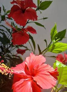 Gallery image of Sipano Beach Lodge Kiwengwa in Kiwengwa