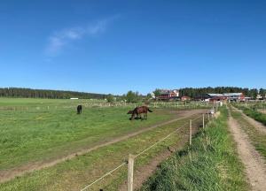 een paard dat graast in een veld naast een hek bij Helsingebockens Fastigheter 