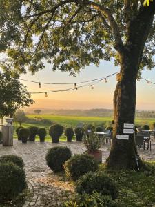 Un árbol con luces al lado de un patio. en Sfeervolle 4 persoons cottage vlakbij Valkenburg, en Voerendaal