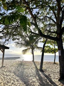 a beach with two trees and the ocean at la bella vita in Port-Louis
