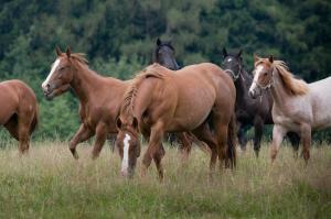 a group of horses running in a field at Silverstone Living in Semily