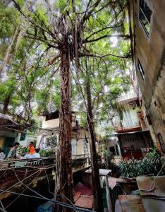 Zahrada ubytování Hanoi An - 1'walk to Hoan Kiem lake - Hanoi Center + 12 fotografií