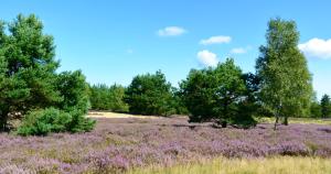 Φωτογραφία από το άλμπουμ του An der Heide 