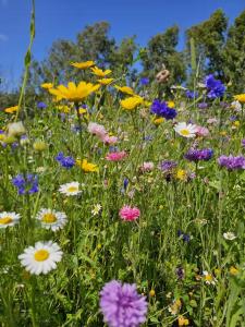 The Forest Pod - Wood Fired Hot Tub and Fire Pit في Hambleton: حقل مليء بالكثير من الزهور الملونة +3 صور