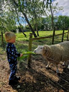 The Forest Pod - Wood Fired Hot Tub and Fire Pit في Hambleton: صبي صغير تغذية غنم من خلال سياج