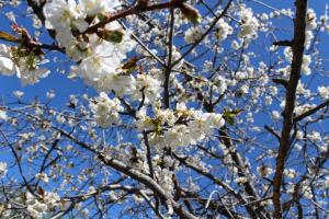 Un árbol lleno de flores blancas en un cielo azul en Hostal Miraflor de las Cadenas en Cuacos de Yuste