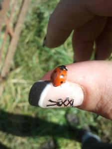 Zvířata v prázdninového domu nebo okolí