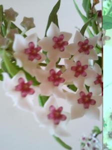 Jídlo v prázdninového domu nebo okolí