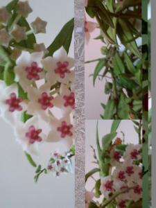 Fotografie z fotogalerie ubytování La Parenthèse 