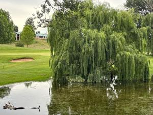 un saule pleureur surplombant un étang avec deux oies dans l'établissement 127 Clarens Golf Villa, à Clarens