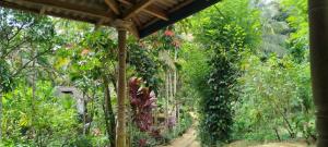 a garden with lots of plants and a pergola at Sinharaja Backpacker Homestay in Kandilpana