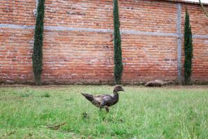 Un pato parado en el césped frente a una pared de ladrillos. en Hotel Quitus Airport, en Quito