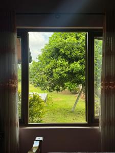 Peace Haven في بانادورا: نافذة مطلة على شجرة