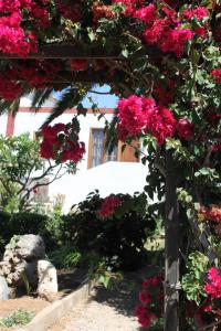 una pérgola llena de flores rosas en un jardín en Casa Rural Anton Piche en Granadilla de Abona