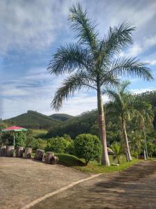 een palmboom naast een weg bij Sitio Belo Vale in Juiz de Fora