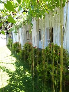 a row of plants in front of a building at Coastal Residence in Hikkaduwa