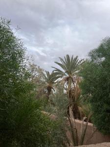 un grupo de palmeras y arbustos en un campo en Palms Magraman, en Skoura