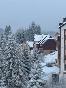 コパオニクにあるGlecer A07の雪に覆われたクリスマスの木群