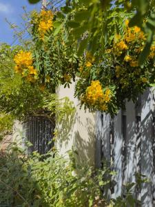 Casapueblo Rent Cachagua CP 34 في Cachagua: باقة من الزهور الصفراء تتدلى من سياج