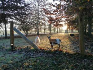 Άλλα ζώα σε αυτό το bed & breakfast ή στη γύρω περιοχή +4 φωτογραφίες