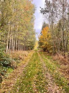 a dirt road in the middle of a forest at De Poverleute in Kortrijk